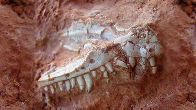 Arjantin'de 230 Milyon Yıllık Dev Dinozor Fosili Bulundu